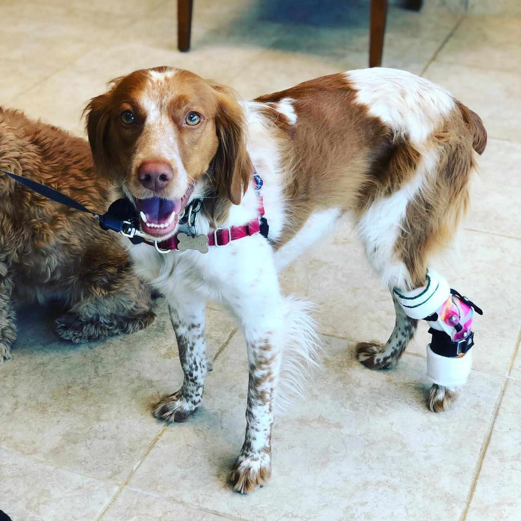 Custom Hock (Ankle) Brace | Dog Tarsal - Rear Leg Brace