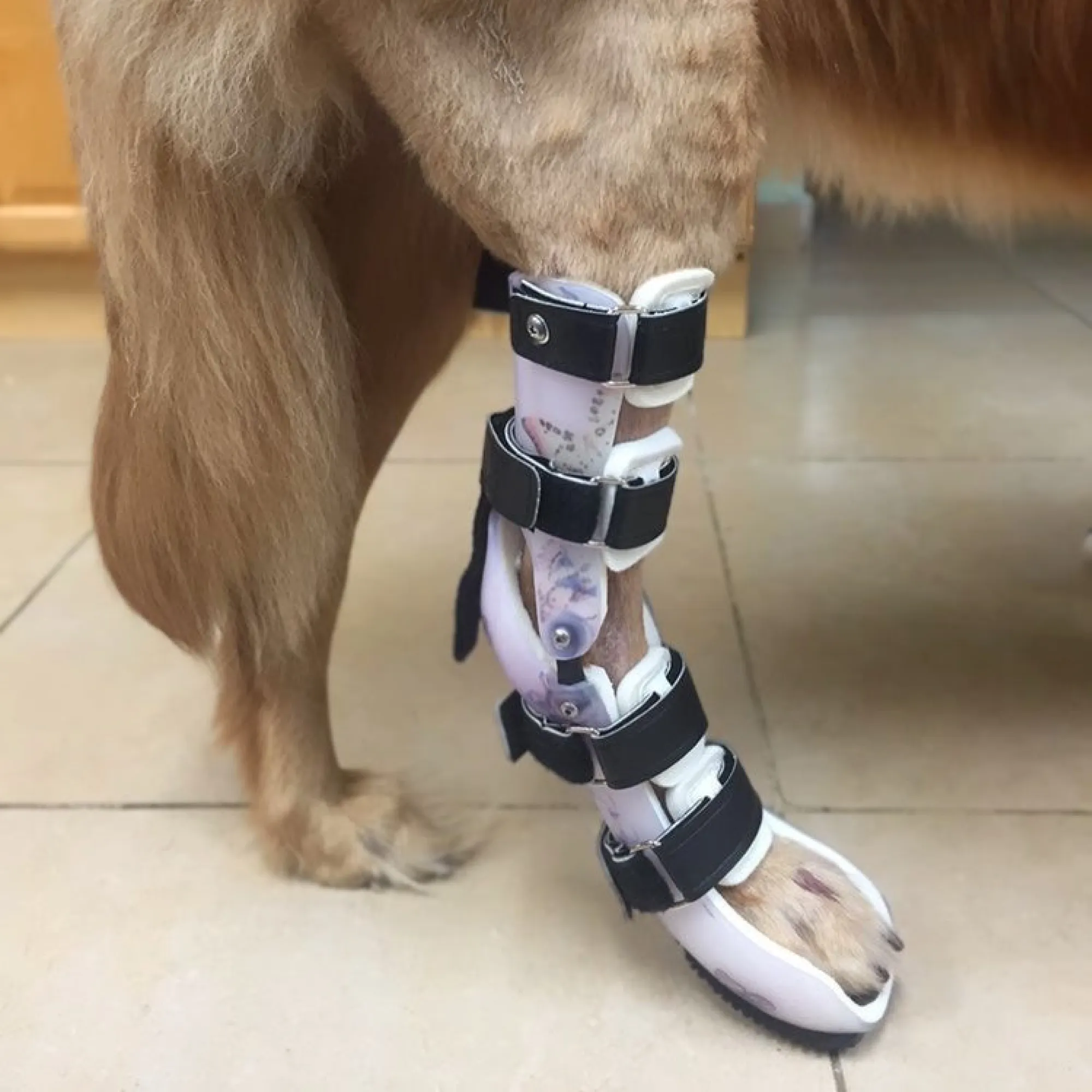 Custom Hock (Ankle) Brace | Dog Tarsal - Rear Leg Brace