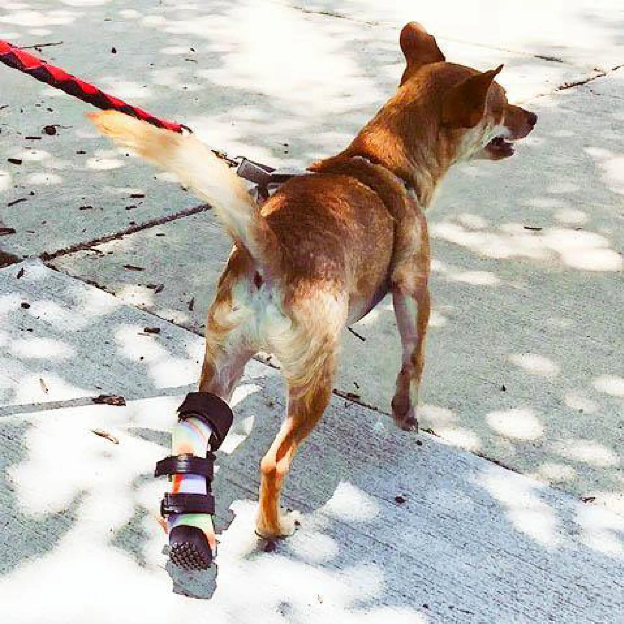 Custom Hock (Ankle) Brace | Dog Tarsal - Rear Leg Brace