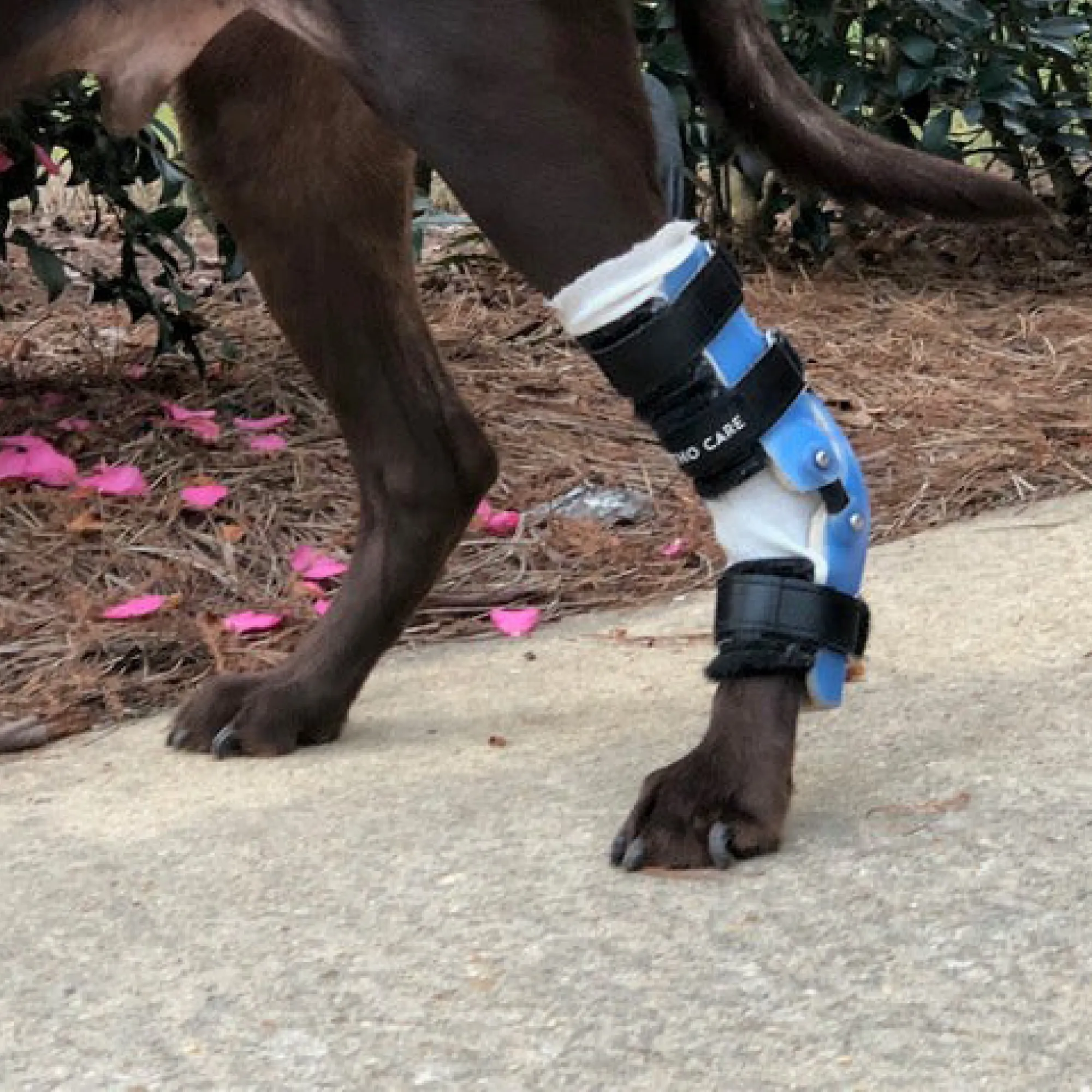 Custom Hock (Ankle) Brace | Dog Tarsal - Rear Leg Brace