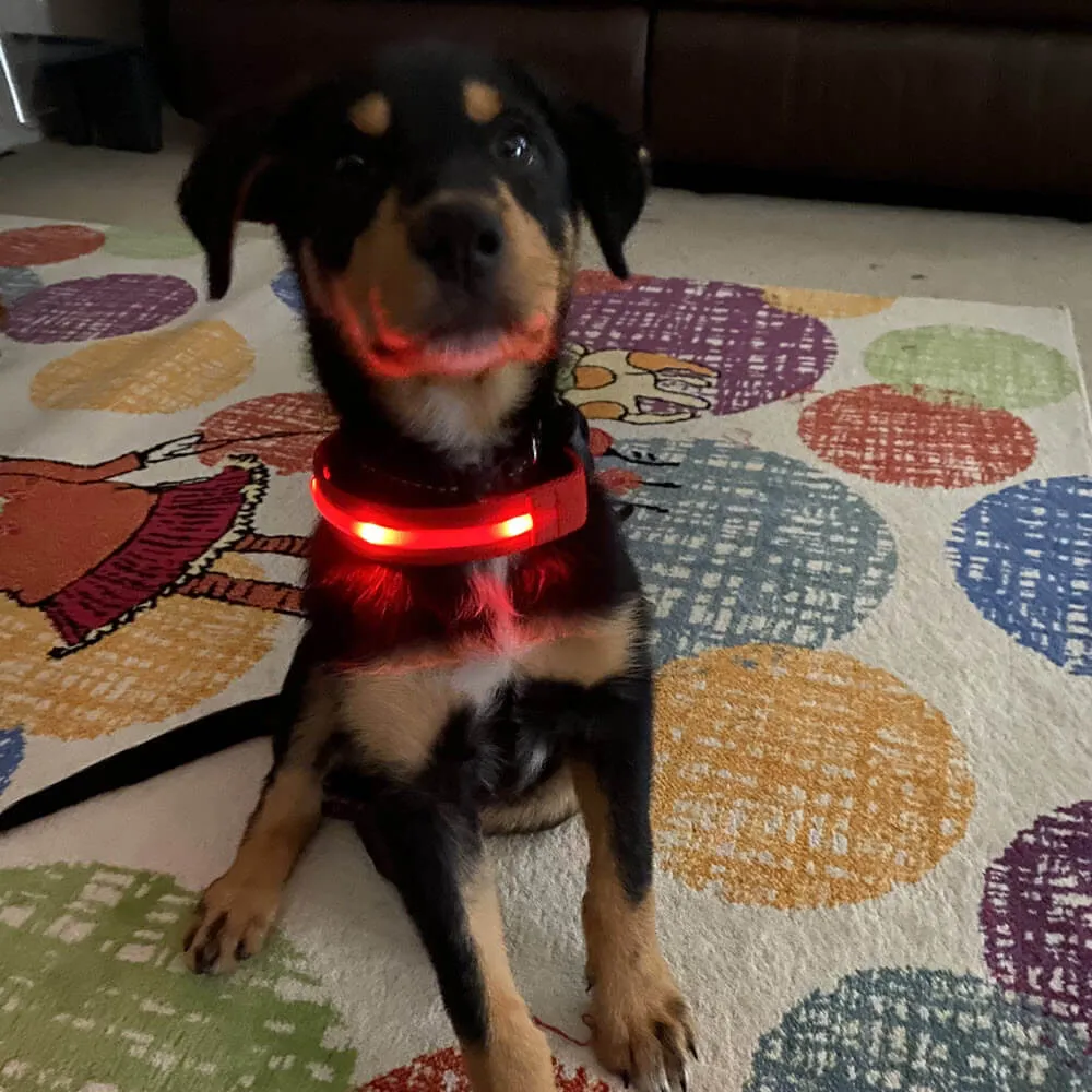 Rechargeable Light Up Dog Collar by Glimmer Gear