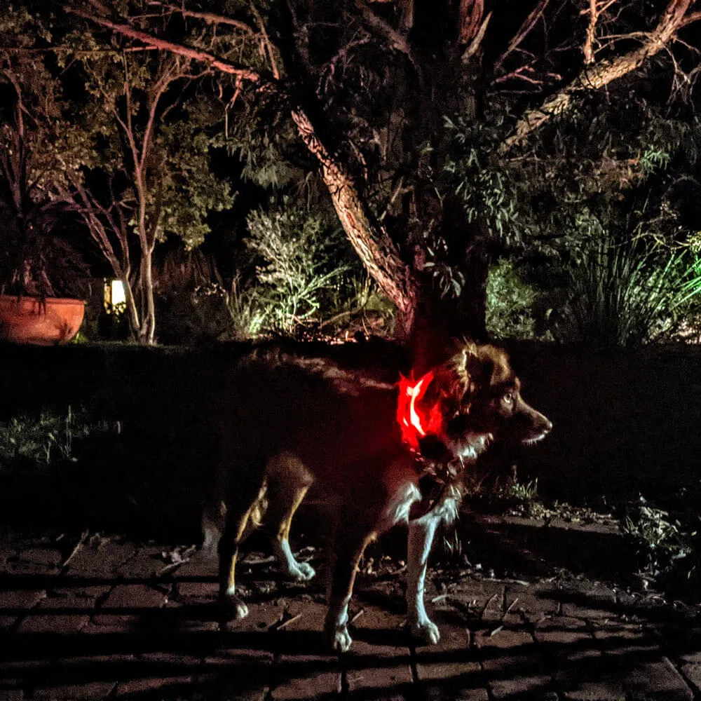 Rechargeable Light Up Dog Collar by Glimmer Gear